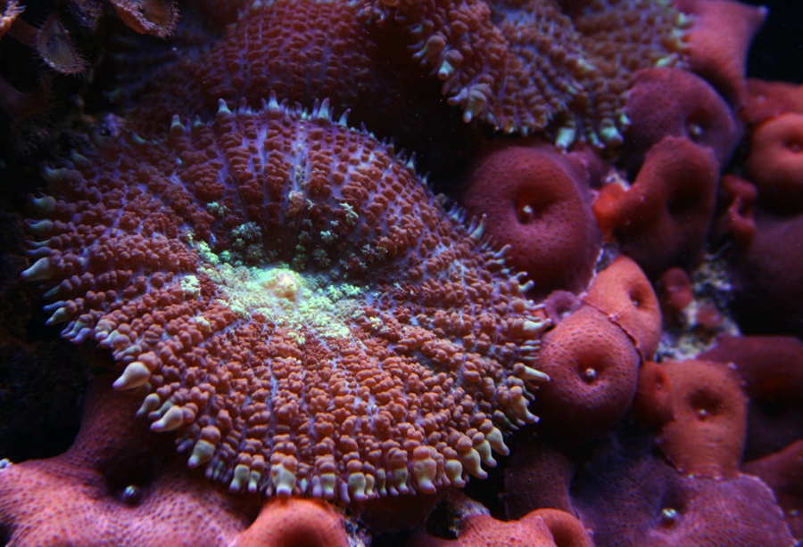 Mushroom Coral